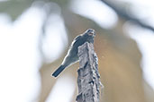 Tropical Pewee, Santa Marta Mountains, Magdalena, Colombia, April 2012 - click for larger image