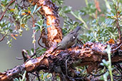 Cinereous Conebill, Papallacta Pass, Napo, Ecuador, November 2019 - click for larger image