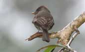 Tropical Pewee, Boa Nova, Bahia, Brazil, July 2002 - click for larger image