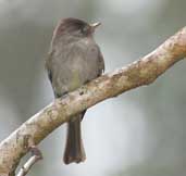 Tropical Pewee, Boa Nova, Bahia, Brazil, July 2002 - click for larger image