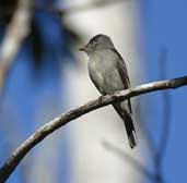 Tropical Pewee, Boa Nova, Bahia, Brazil, July 2002 - click for larger image