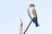 Olive-sided Flycatcher, Otún-Quimbaya, Risaralda, Colombia, April 2012 - click for larger image