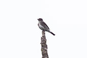 Olive-sided Flycatcher, Cabanas San Isidro, Napo, Ecuador, November 2019 - click for larger image