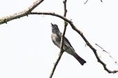 Olive-sided Flycatcher, Wildsumaco Lodge, Napo, Ecuador, November 2019 - click for larger image