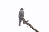 Smoke-colored Pewee, Amagusa Reserve, Pichincha, Ecuador, November 2019 - click for larger image