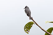 Smoke-colored Pewee, Amagusa Reserve, Pichincha, Ecuador, November 2019 - click for larger image