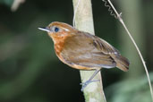 Male Rufous Gnateater, Serra de Baturité, Ceará, Brazil, October 2008 - click for larger image