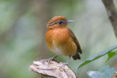 Male Rufous Gnateater, Serra de Baturité, Ceará, Brazil, October 2008 - click for larger image