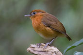 Male Rufous Gnateater, Serra de Baturité, Ceará, Brazil, October 2008 - click for larger image