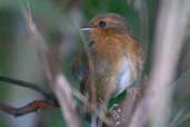 Female Rufous Gnateater, Boa Nova, Bahia, Brazil, July 2002 - click for larger image