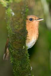 Female Rufous Gnateater, Camacã, Bahia, Brazil, March 2004 - click for larger image