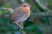 Female Rufous Gnateater, Camacã, Bahia, Brazil, March 2004 - click for larger image