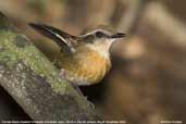 Female Black-cheeked Gnateater, REGUA, Rio de Janeiro, Brazil, November 2006 - click for larger image