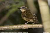 Female Black-cheeked Gnateater, REGUA, Rio de Janeiro, Brazil, November 2006 - click for larger image