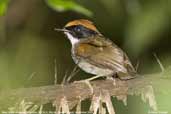 Male Black-cheeked Gnateater, REGUA, Rio de Janeiro, Brazil, November 2006 - click for larger image