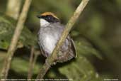 Male Black-cheeked Gnateater, Folha Seca, Ubatuba, São Paulo, Brazil, November 2006 - click for larger image