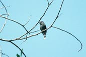 Blackish Pewee, Brazil, Sept 2000 - click for larger image