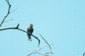 Blackish Pewee, Brazil, Sept 2000 - click for larger image