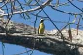 Yellow-throated Flycatcher, Borba, Amazonas, Brazil, August 2004 - click for larger image