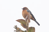 Rufous-browed Conebill, Montaña del Oso, Cundinamarca, Colombia, April 2012 - click for larger image