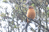 Rufous-browed Conebill, Montaña del Oso, Cundinamarca, Colombia, April 2012 - click for larger image