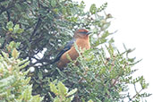 Rufous-browed Conebill, Montaña del Oso, Cundinamarca, Colombia, April 2012 - click for larger image