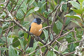 Blue-backed Conebill, Chingaza N.P., Cundinamarca, Colombia, April 2012 - click for larger image