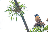 Blue-backed Conebill, Nevado de Ruiz, Caldas, Colombia, April 2012 - click for larger image