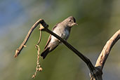 Western Wood-pewee, Wildsumaco, Napo, Ecuador, November 2019 - click for larger image