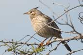 Lark-like Brushrunner, Barra do Quaraí, Rio Grande do Sul, Brazil, August 2004 - click for larger image