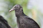 Juvenile Black Vulture, Isla de Marajó, Pará, Brazil, November 2005 - click for larger image