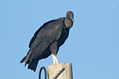 Black Vulture, Rio Mayo, San Martin, Peru, October 2018 - click for larger image