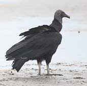 Black Vulture, Parati, Rio de Janeiro, Brazil, August 2002 - click for larger image