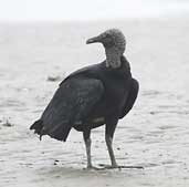 Black Vulture, Parati, Rio de Janeiro, Brazil, August 2002 - click for larger image