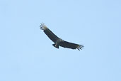 Black Vulture, Guajará-Mirim, Rondônia, Brazil, March 2003 - click for larger image