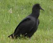 Juvenile Black Vulture, Colombia, Photo copyright Roberto Chavarro - click for larger image