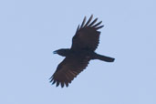 Cuban Crow, Najasa, Cuba, February 2005 - click for larger image