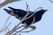 Cuban Crow, Najasa, Cuba, February 2005 - click for larger image