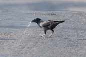 Palm Crow, Najasa, Cuba, February 2005 - click for larger image