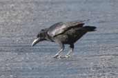 Palm Crow, Najasa, Cuba, February 2005 - click for larger image