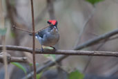 Male Pileated Finch, Mãe-da Lua Reserve, Itapajé, Ceará, Brazil, October 2008 - click for larger image