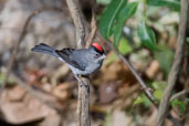 Male Pileated Finch, Mãe-da Lua Reserve, Itapajé, Ceará, Brazil, October 2008 - click for larger image