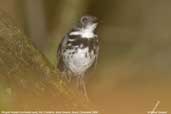 Ringed Antpipit, Cristalino, Mato Grosso, Brazil, December 2006 - click for larger image