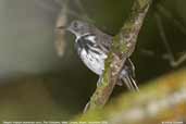 Ringed Antpipit, Cristalino, Mato Grosso, Brazil, December 2006 - click for larger image