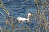 Coscoroba Swan, Taim, Rio Grande do Sul, Brazil, August 2004 - click for larger image