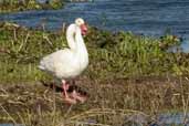 Coscoroba Swan, Taim, Rio Grande do Sul, Brazil, August 2004 - click for larger image