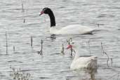 Coscoroba Swan with Black-necked Swan, Taim, Rio Grande do Sul, Brazil, August 2004 - click for larger image