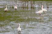 Coscoroba Swan, Taim, Rio Grande do Sul, Brazil, August 2004 - click for larger image