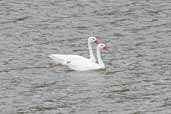 Coscoroba Swan, Torres del Paine, Chile, December 2005 - click for larger image