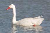 Coscoroba Swan, Torres del Paine, Chile, December 2005 - click for larger image